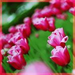 flowers_bkl (150x150, 49Kb)