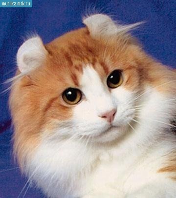 2124546_0_5a430_fd1333cc_L (360x406, 27Kb)