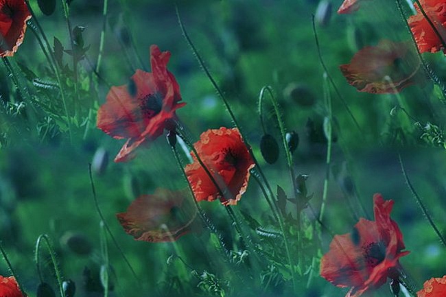 0a2d02e2081478a65f0b4cf3683b0ed8 (650x433, 81Kb)