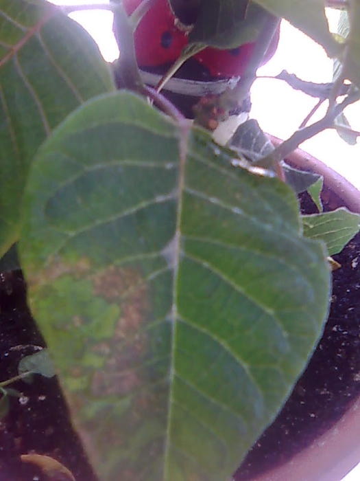 4826692_Foto0617 (525x700, 38Kb)