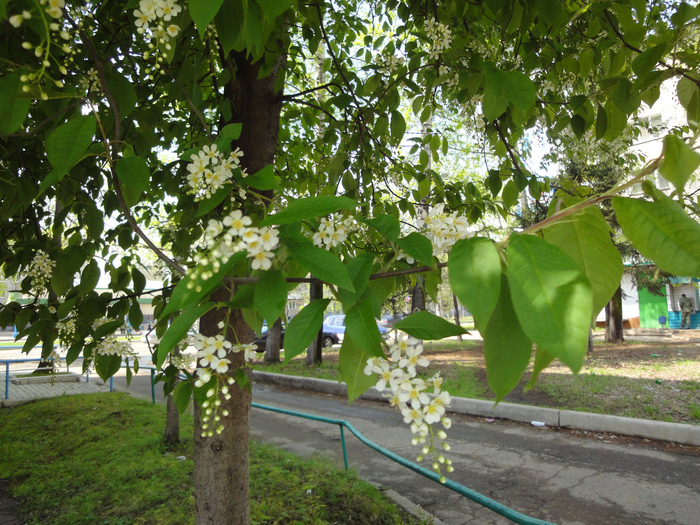 DSC04401-1 (700x525, 610Kb)