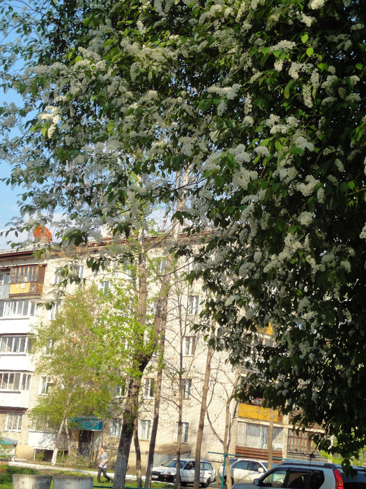 DSC04655-1 (525x700, 624Kb)