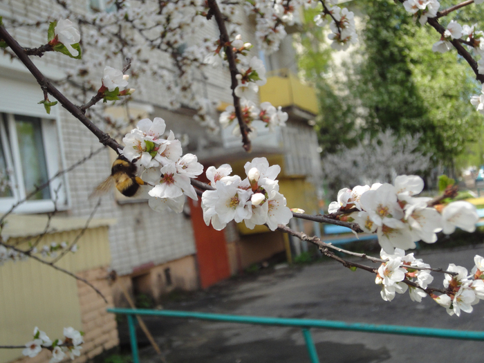 DSC04423 (700x525, 439Kb)