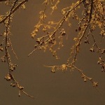 3815384_01 (150x150, 8Kb)
