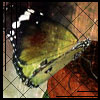 butterfly (100x100, 5Kb)
