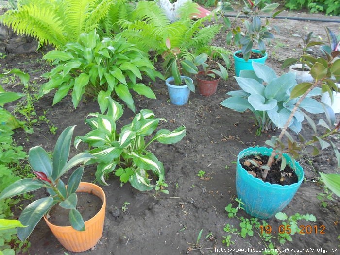 DSCN0686 (700x525, 387Kb)