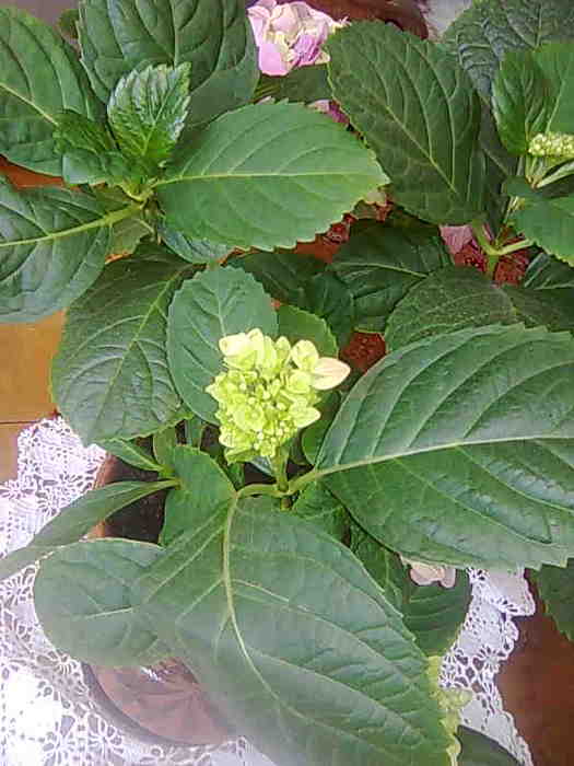 4826692_Foto0073 (525x700, 30Kb)