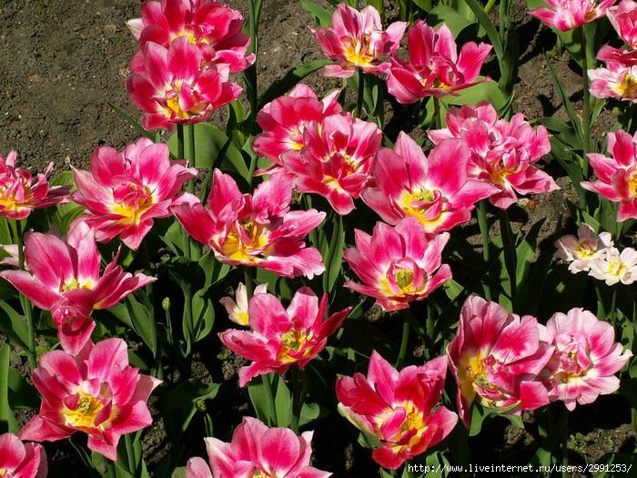 PICT2805 (700x525, 311Kb)