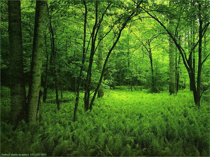 forest (700x525, 173Kb)