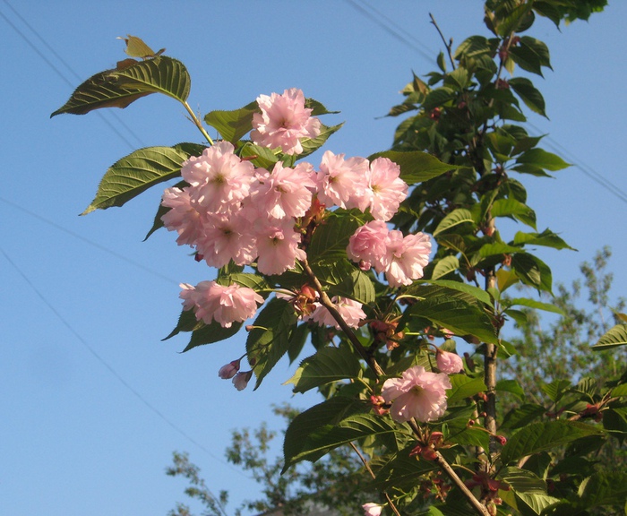 IMG_7902 (700x576, 175Kb)