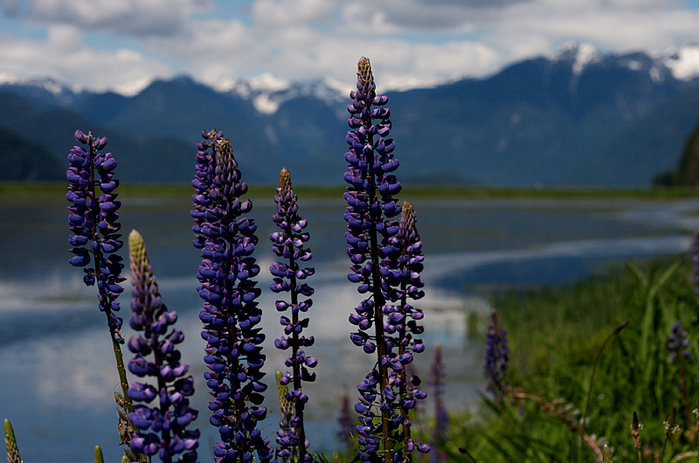 pitt lake (9) (700x463, 182Kb)