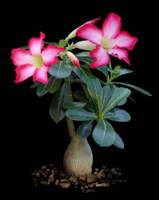 4826692_adenium_obesum_2 (159x200, 10Kb)