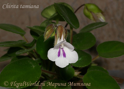 4826692_Chirita_tamiana_thumb_411 (419x300, 56Kb)