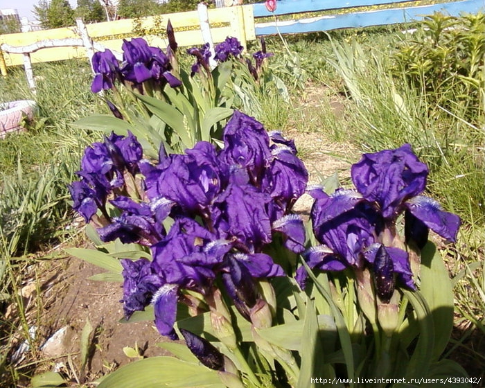 silks_iris_by_mladavid-d4z6nsk (700x560, 350Kb)