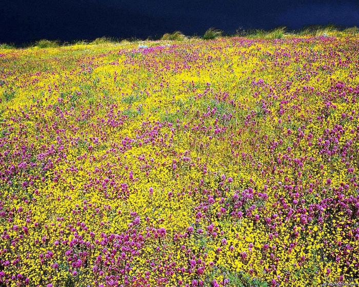 flowerfield2 (700x560, 487Kb)