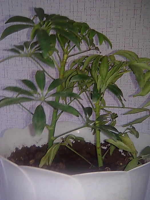 4826692_Foto0622 (525x700, 59Kb)