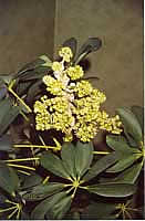4826692_schefflera_arboricola (131x200, 6Kb)
