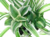 4826692_chlorophytum_comosum_Bonnie (200x147, 5Kb)