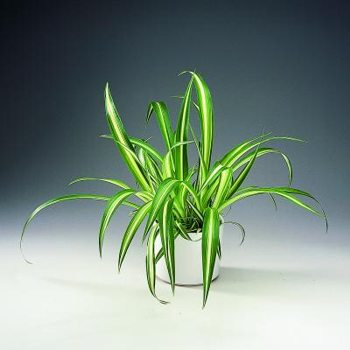4826692_chlorophytum_comosum_vittatum (350x350, 16Kb)