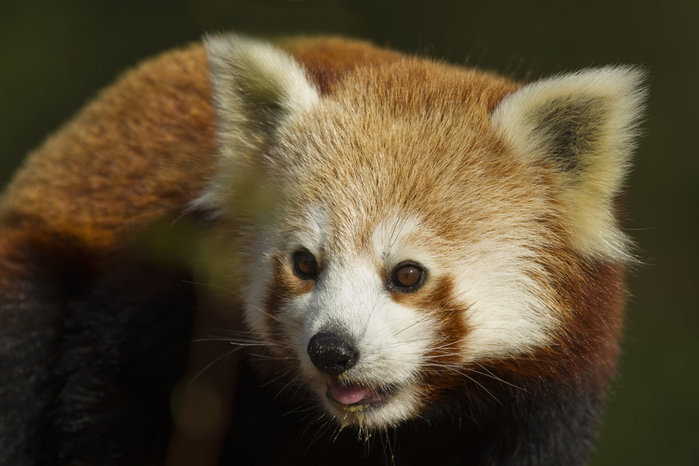 1335700719-132203-red_panda_by_mansaards-d4a8o1e (700x466, 63Kb)