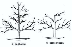 trees1 (300x196, 5Kb)