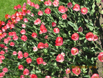  IMG_5946 (700x525, 497Kb)