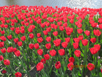  IMG_5948 (700x525, 461Kb)