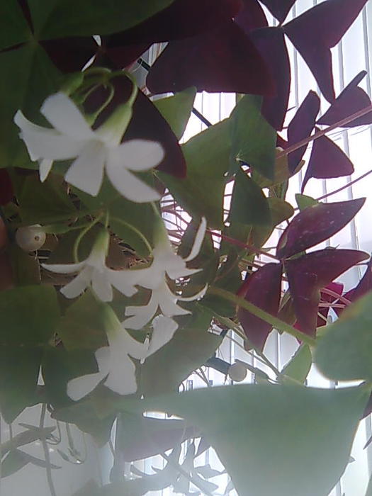 4826692_Foto0381 (525x700, 46Kb)