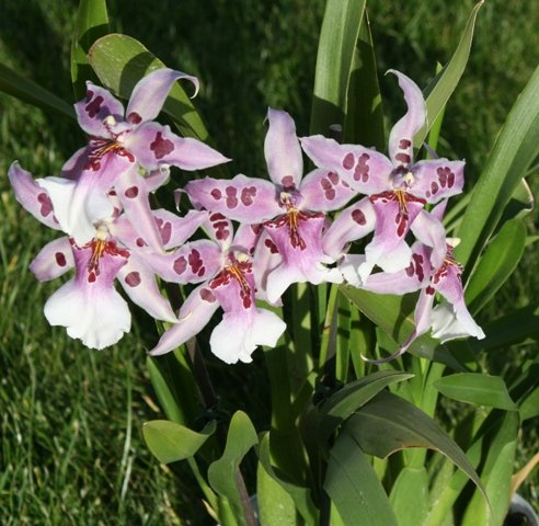 Орхидея кембридж фото