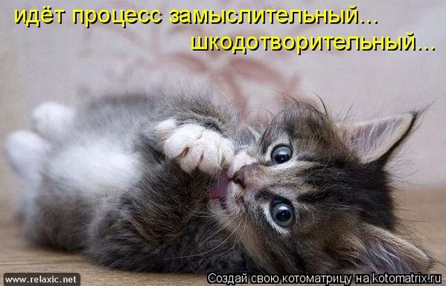 http://img0.liveinternet.ru/images/attach/c/5/87/605/87605324_large_kotomatrix_0982.jpg