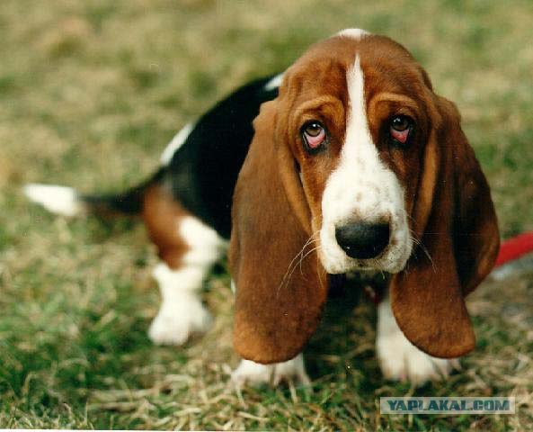 23sorry...ya ispravlyus, boss (593x480, 52Kb)