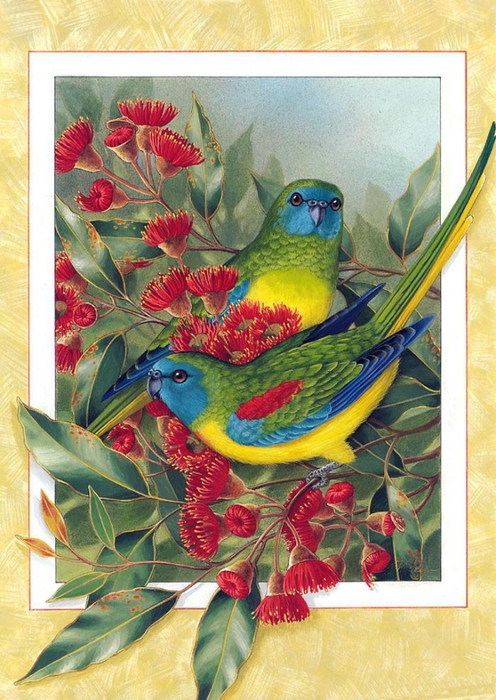 4690170_turquoise_Parrot (496x700, 316Kb)