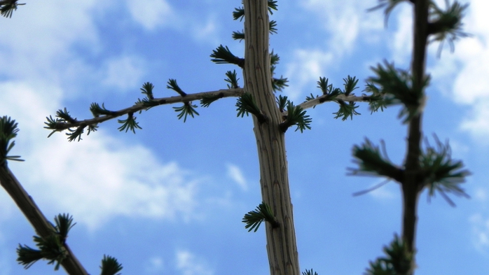 DSCN6535 (700x393, 176Kb)