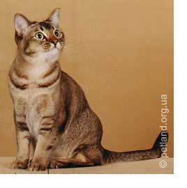 asiatic-ticking-tabby_ (268x270, 25Kb)