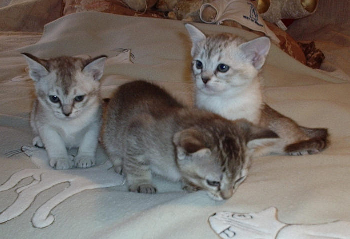 2124546_asian_tabby_kitten_1_2_ (700x478, 43Kb)