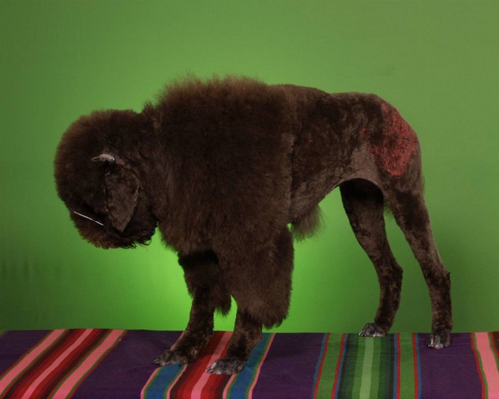 1333183048_barm_poodle_grooming_01ss_full-990x792 (700x560, 60Kb)