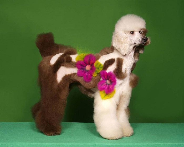 1333183027_barm_poodle_grooming_09ss_full-990x792 (700x560, 50Kb)