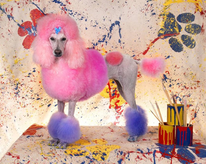 1333183016_barm_poodle_grooming_05ss_full-990x792 (700x560, 148Kb)