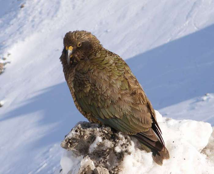 2312015_kea (700x570, 34Kb)