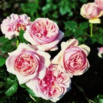 roses-watering_small (150x150, 12Kb)