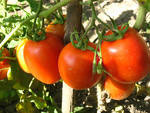 tomat (150x113, 8Kb)