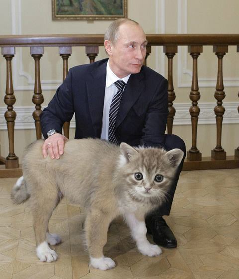 Путин с котиками фото