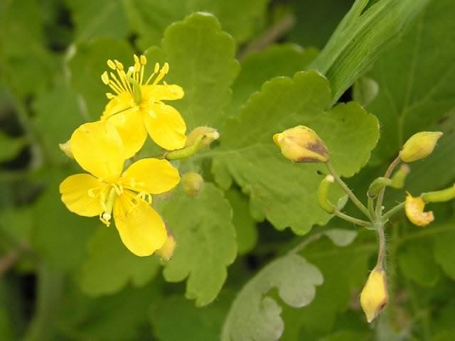 1270647671_chelidonium_majus_1 (640x480, 25Kb)