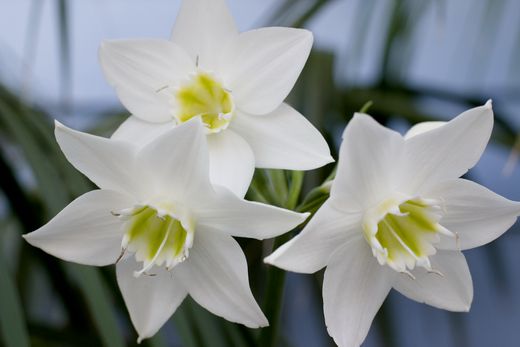 66866360_1290322081_31_96 (520x347, 21Kb)