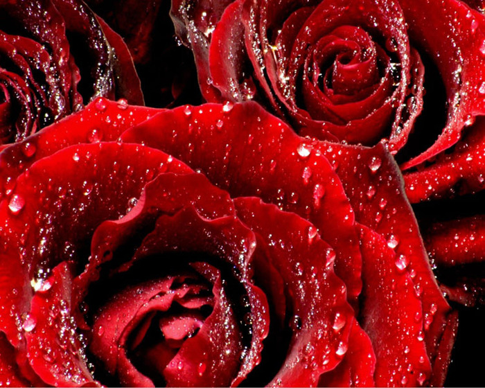 kartinki24_flowers_roses_0023 (700x560, 198Kb)