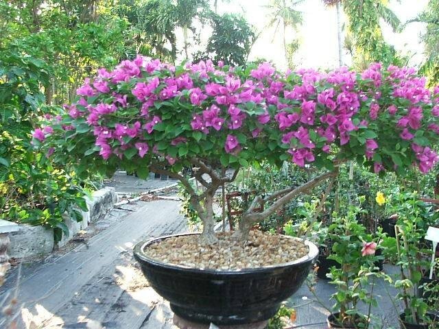 1332016384_bugenvilliya.-bonsai_1 (640x480, 119Kb)