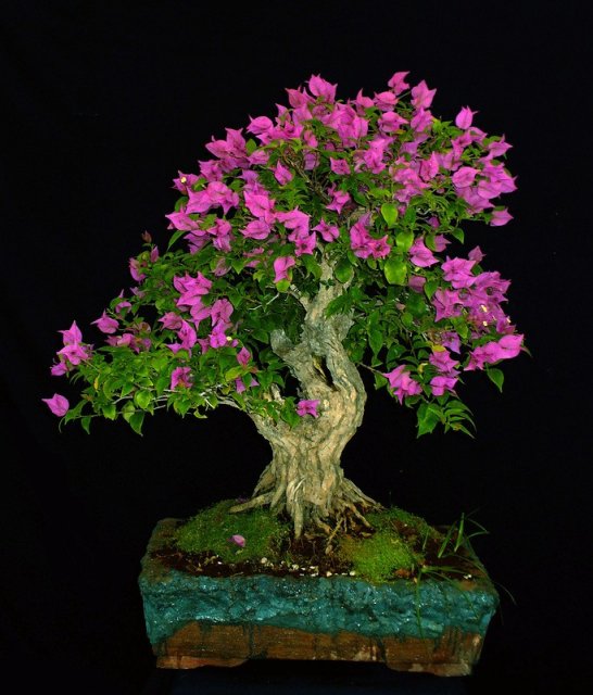 1332016406_bugenvilliya.-bonsai_33 (546x640, 70Kb)