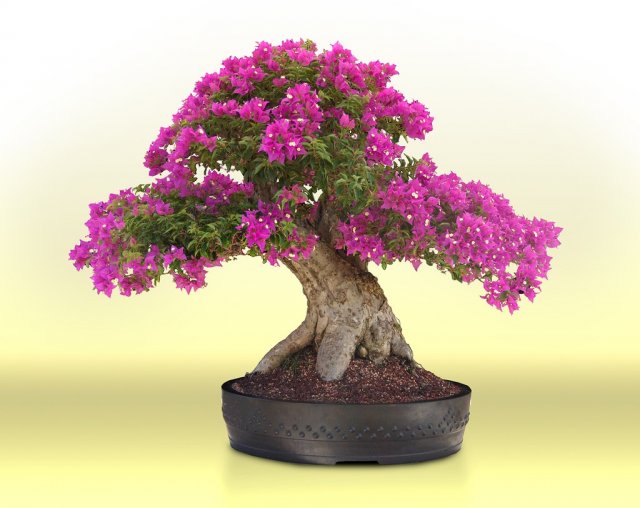 1332016388_bugenvilliya.-bonsai_14 (640x508, 53Kb)