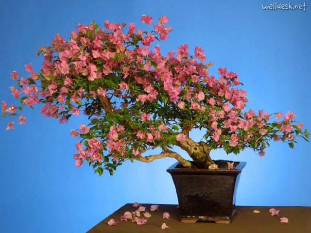 1332016355_bugenvilliya.-bonsai_29 (640x480, 67Kb)