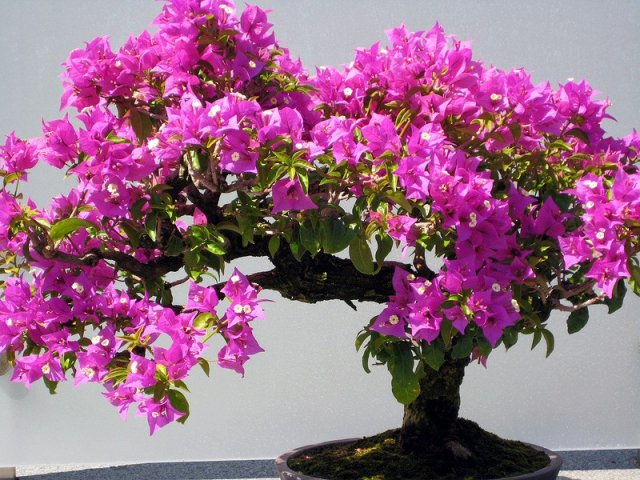 1332016396_bugenvilliya.-bonsai_25 (640x480, 96Kb)